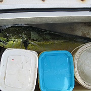 Picture 027